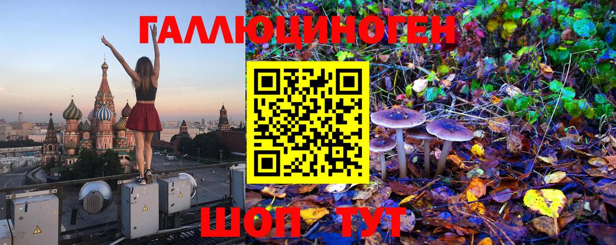 купить закладку  Вход с VPN  Новозыбков  Псилоцибиновые грибы GOLDEN TEACHER 
